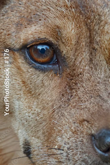 Close-Up of Calm Dhole Dog Looking Directly at Camera