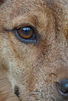 Close-Up of Calm Dhole Dog Looking Directly at Camera