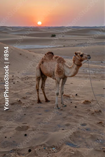 Camel in Desert Landscape Holding Rope at Sunset