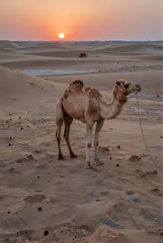 Camel in Desert Landscape Holding Rope at Sunset