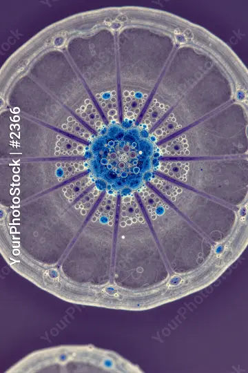 Blue Center with Symmetrical Cells structure close-up