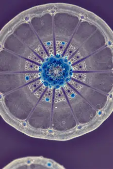 Blue Center with Symmetrical Cells structure close-up