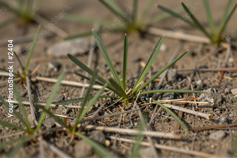 Close-up of Vibrant Green Grass Growing in Rocky Ground