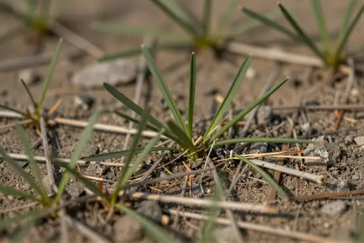 Close-up of Vibrant Green Grass Growing in Rocky Ground