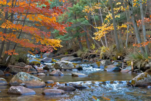 Autumn Forest River Landscape leaves fall nature