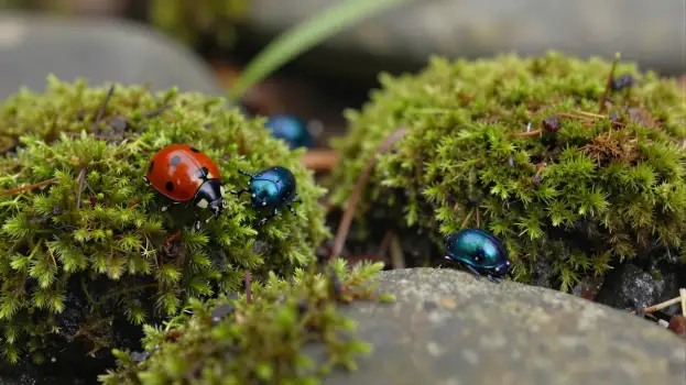 Two Ladybugs Interacting on Moss natural setting