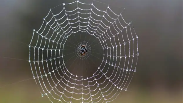 Spider Web with Water Droplets intricate insect