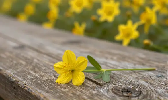 Yellow Flower on Weathered Wood single flower