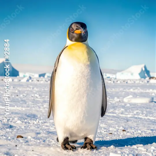 Adorable Penguin Standing on Icy Ground artic