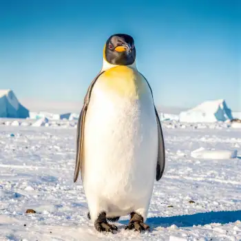 Adorable Penguin Standing on Icy Ground artic