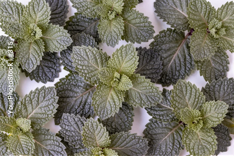 Close-up of Mint Leaves on White Background green
