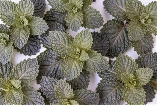 Close-up of Mint Leaves on White Background green