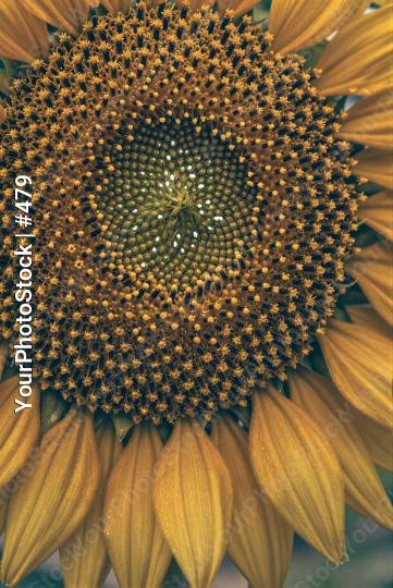 Close-up of Sunflower with Dense Seed Center seeds