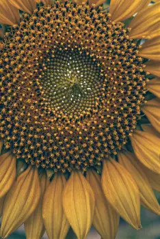 Close-up of Sunflower with Dense Seed Center seeds