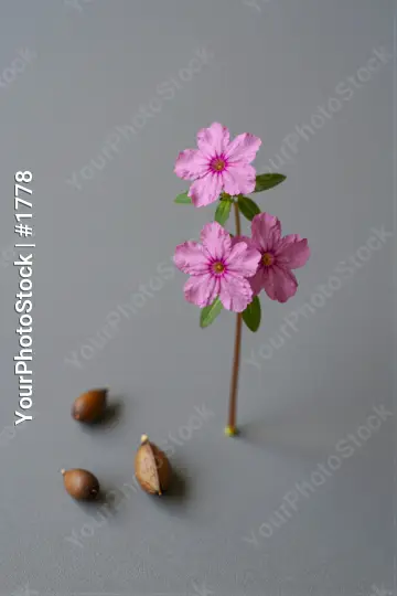Small Pink Flower with Acorns on Green Leaves