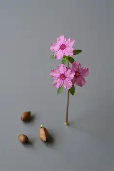 Small Pink Flower with Acorns on Green Leaves