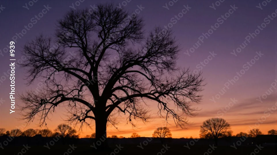 Bare Tree in Field at Sunset twisted gnarled horizon