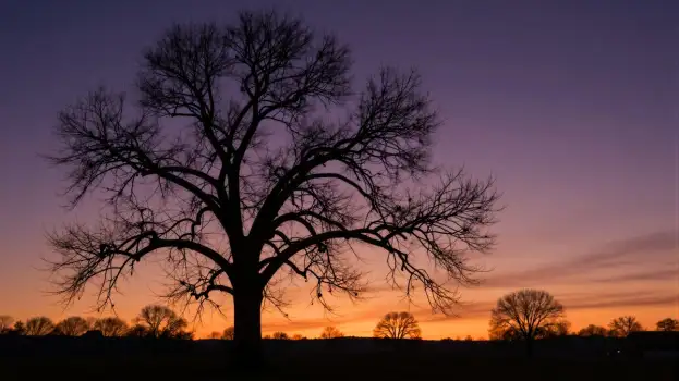 Bare Tree in Field at Sunset twisted gnarled horizon