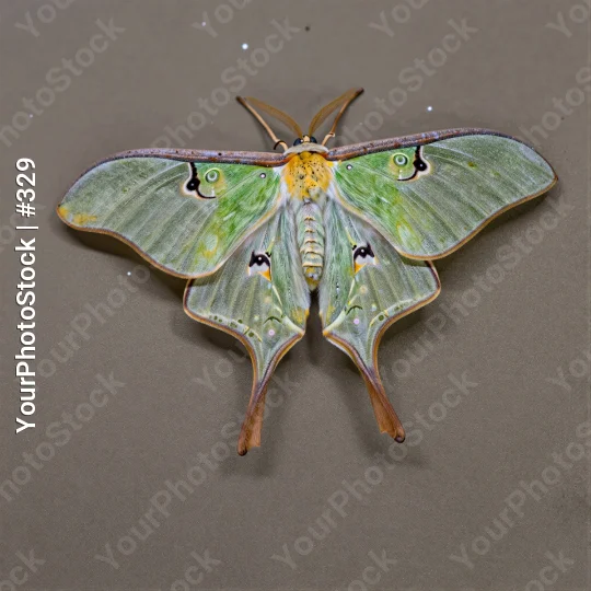 Close-up of Luna Moth with Green Body and Yellow-Black Wings
