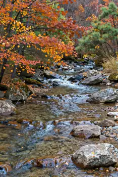 Autumn Forest Stream landscape fall clear water
