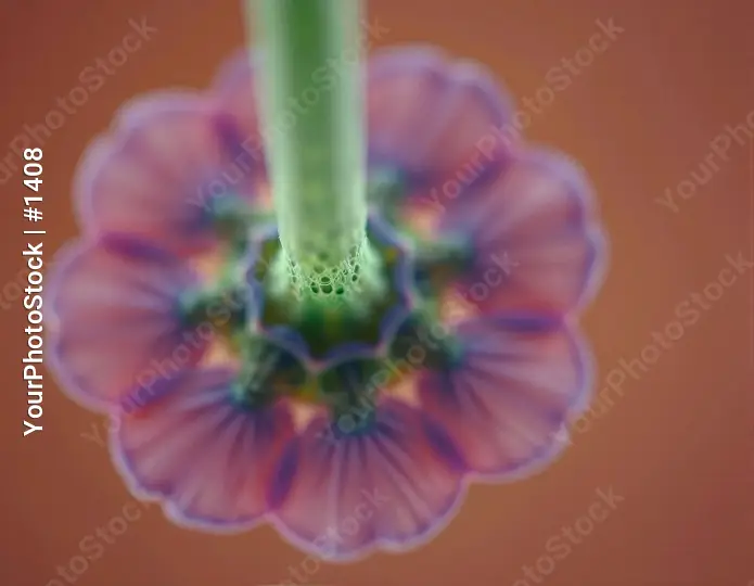 Colorful Flower Close-Up with Soft Petals velvety