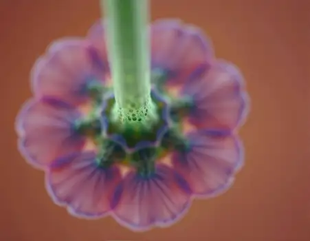 Colorful Flower Close-Up with Soft Petals velvety