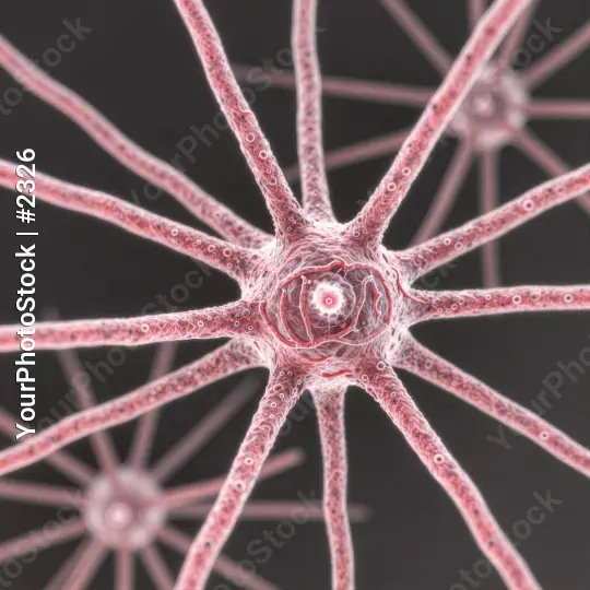 Close-up of Radial Neurons with Unique Shapes