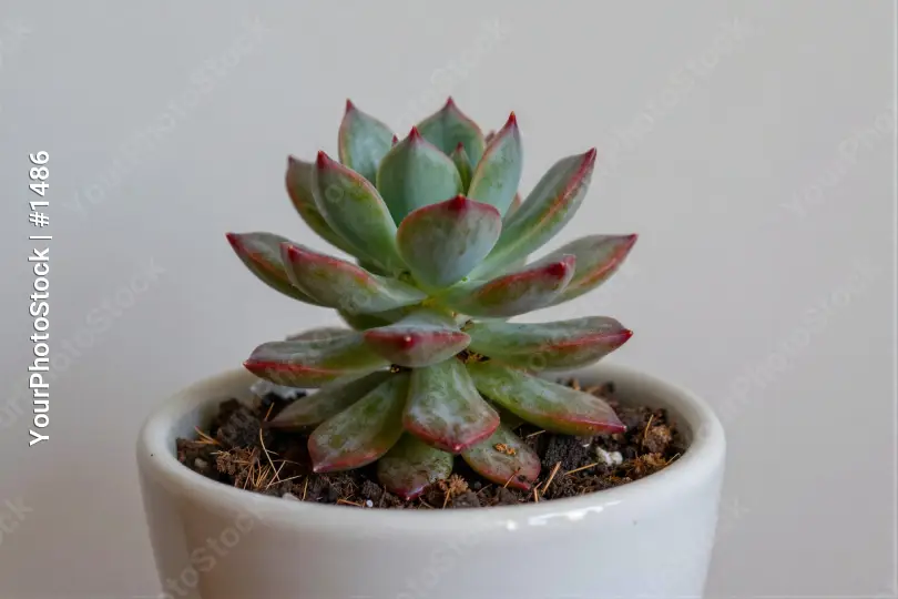 Unique Succulent in White Pot unique shape circular leaves