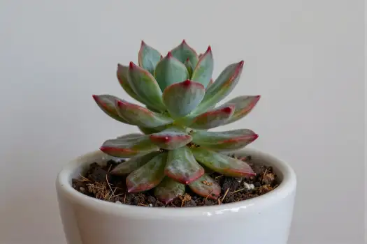 Unique Succulent in White Pot unique shape circular leaves