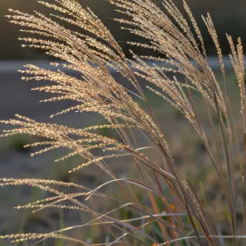 Golden-brown Grass Blades Arranged in Fan Shape