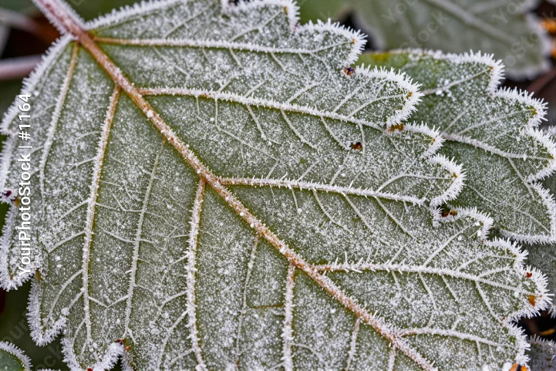 Frost-covered Leaf Close-Up winter texture patterns