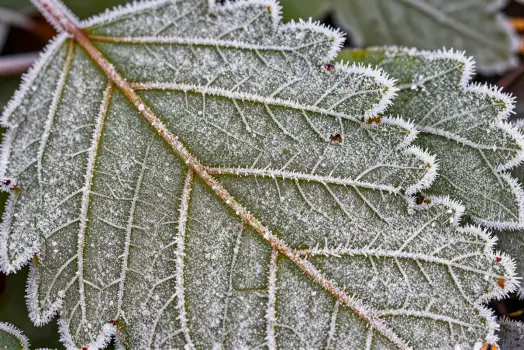 Frost-covered Leaf Close-Up winter texture patterns