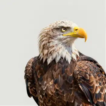 Bald Eagle Close-Up Portrait wildlife raptor bird
