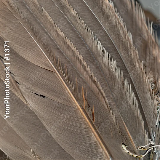 Close-up of Bird Feathers in Fan-like Pattern