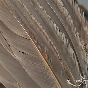 Close-up of Bird Feathers in Fan-like Pattern