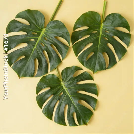 Three Large Green Monstera Leaves in Triangular Formation