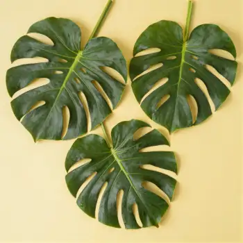 Three Large Green Monstera Leaves in Triangular Formation