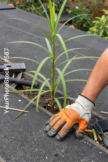 Person Pruning Palm Tree in Garden gloves garden tools