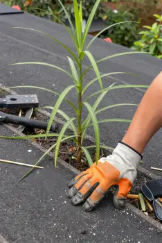 Person Pruning Palm Tree in Garden gloves garden tools