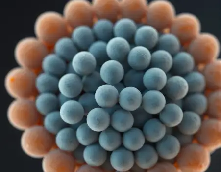 Microbiologist Examining Cells Under Microscope