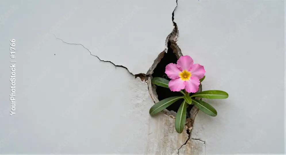 Small Pink Flower Growing Out of Crack in White Wall