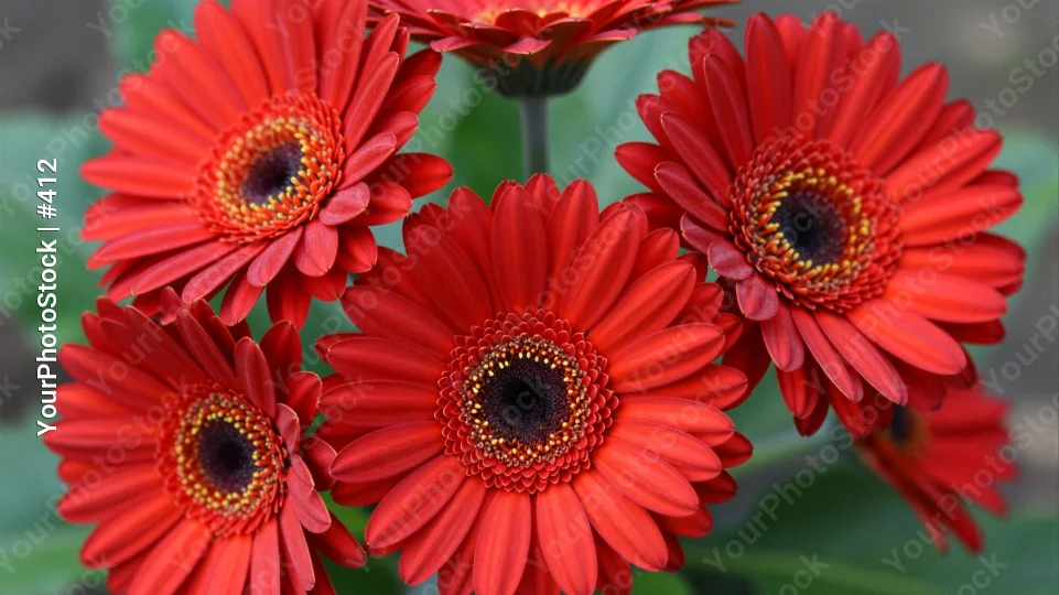 Red Gerbera Daisy Flowers in Bloom red gerbera daisies