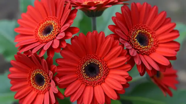 Red Gerbera Daisy Flowers in Bloom red gerbera daisies