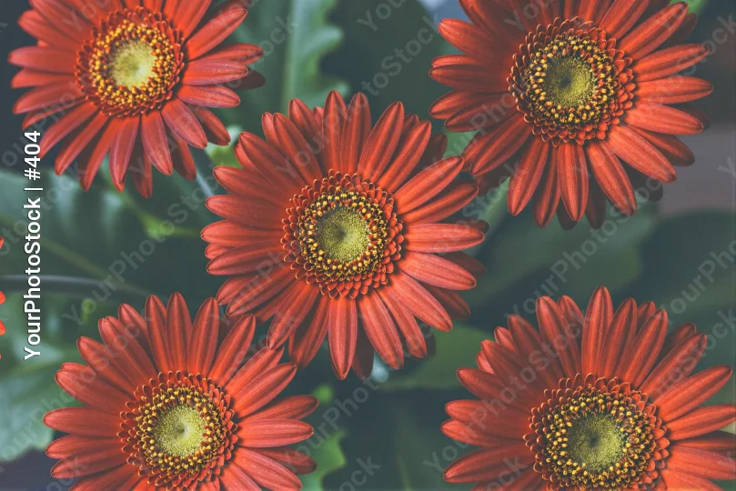 Bright Orange Gerbera Daisies in Full Bloom red flowers