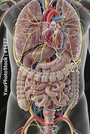 3D Illustration: Digestive System - Large & Small Intestines