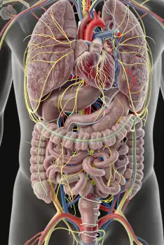 3D Illustration: Digestive System - Large & Small Intestines