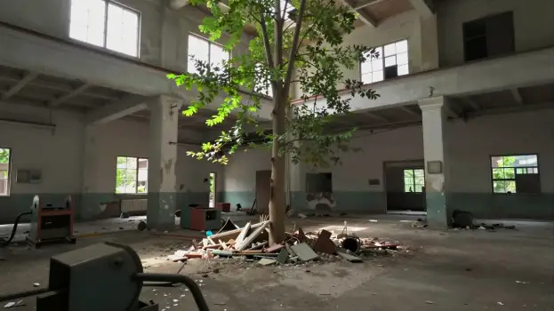 Abandoned Room with Large Tree debris disrepair