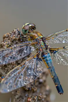 Dragonfly on Rock Close-Up insects nature wings