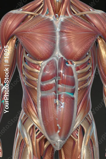 3D Rendered Muscles: Symmetrical Chest and Shoulder Detail