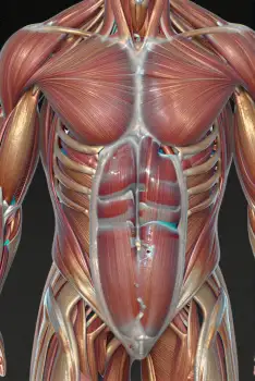 3D Rendered Muscles: Symmetrical Chest and Shoulder Detail